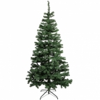 Douglas fir tree (2.1m/ 7ft)